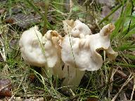 Helvella crispa