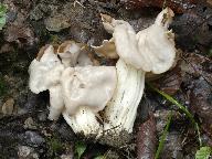 Helvella crispa 