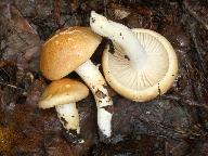 Hygrophorus nemoreus