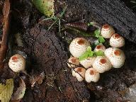 Lepiota cristata 