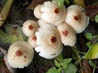 Lepiota cristata 