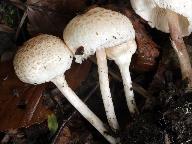 Lepiota cristata 