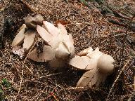 Geastrum rufescens