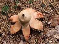 Geastrum rufescens