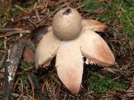 Geastrum rufescens 