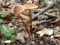 Marasmius cohaerens