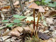 Marasmius cohaerens