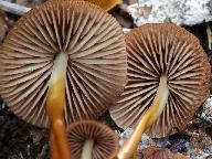 Marasmius cohaerens 