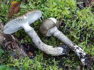 Hygrophorus olivaceoalbus 