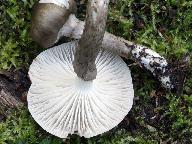 Hygrophorus olivaceoalbus 