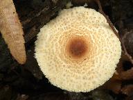 Lepiota magnispora