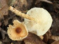 Lepiota magnispora