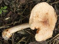 Lepiota ochraceofulva 