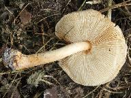 Lepiota ochraceofulva 
