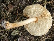 Lepiota ochraceofulva 