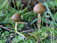 Psilocybe semilanceata 