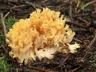 Ramaria flavescens 