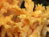 Ramaria flavescens 