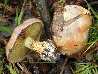 Cortinarius xanthophyllus