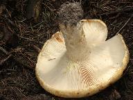 Lactarius intermedius 