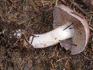 Cortinarius variicolor 