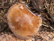 Cortinarius variicolor