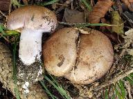 Cortinarius variicolor