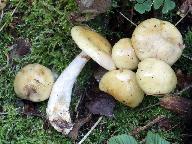 Cortinarius delibutus 