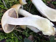 Cortinarius delibutus