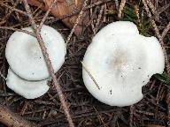 Clitocybe odora 