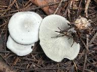 Clitocybe odora