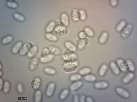 Mycena aurantiomarginata 
