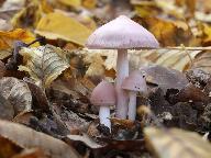 Mycena rosea