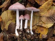 Mycena rosea 