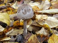 Macrolepiota konradii 