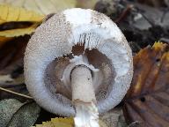 Macrolepiota konradii
