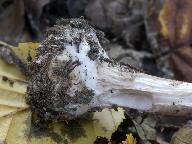Macrolepiota konradii
