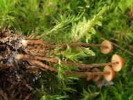 Galerina atkinsoniana