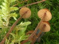 Galerina atkinsoniana 