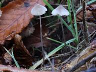 Mycena filopes