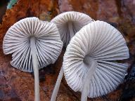 Mycena filopes 