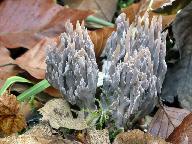 Clavulina cinerea