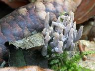 Clavulina cinerea