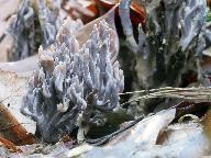 Clavulina cinerea