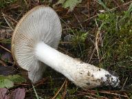 Hygrophorus latitabundus 