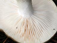 Hygrophorus latitabundus