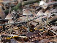 Mycena metata