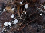 Mycena polyadelpha