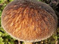 Pluteus umbrosus 