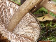 Pluteus umbrosus 